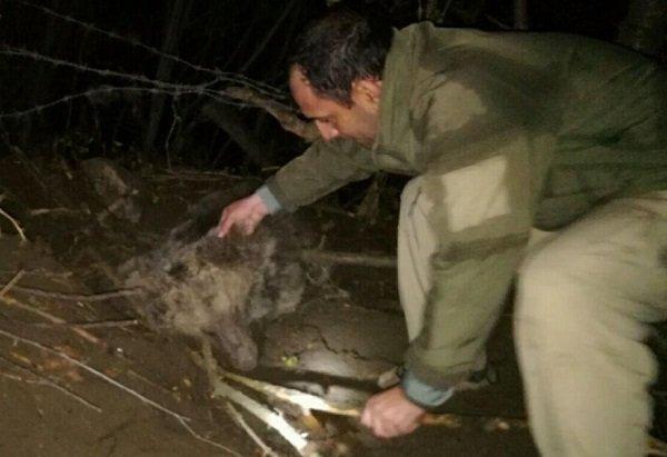 خرس گرفتار در کلیبر بعداز 5 ساعت کوشش محیط بانان رهاسازی شد