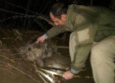 خرس گرفتار در کلیبر بعداز 5 ساعت کوشش محیط بانان رهاسازی شد