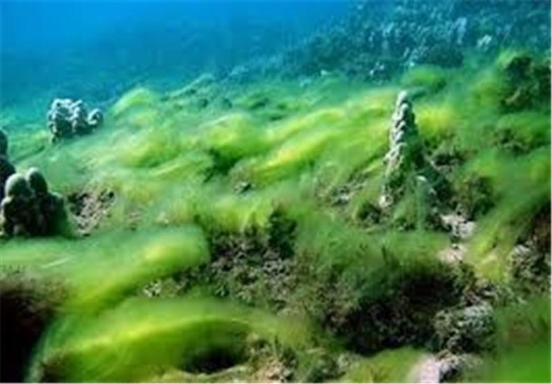 رشد بلوم جلبکی در آب های خلیج فارس کوتاه مدت و موقتی است