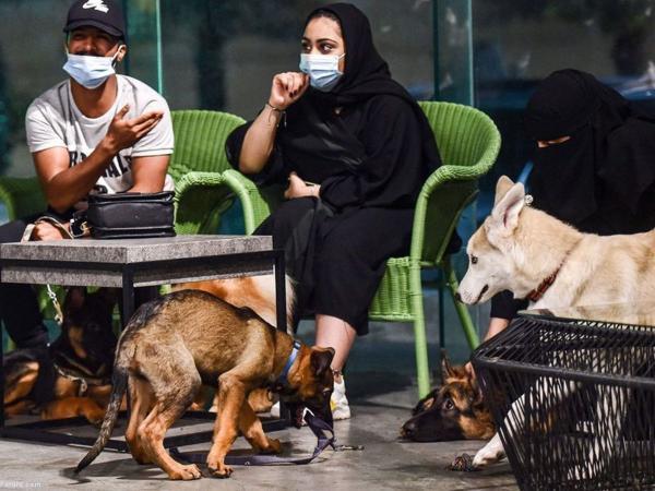 (ویدئو) کافه سگ ها در ریاض عربستان