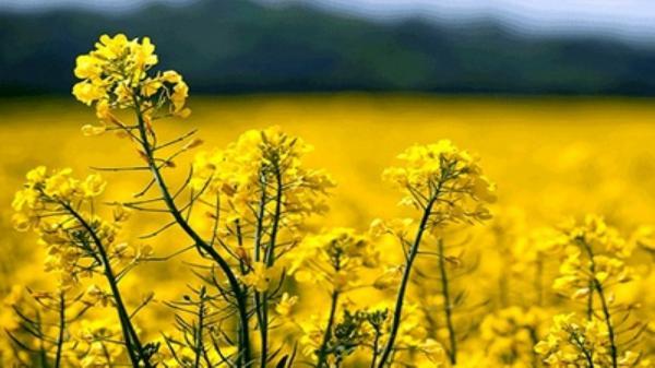 میزان خرید تضمینی کلزا در خراسان رضوی به 2 هزار و 500 تن رسید اندازه خرید تضمینی کلزا در خراسان رضوی به 2 هزار و 500 تن رسید