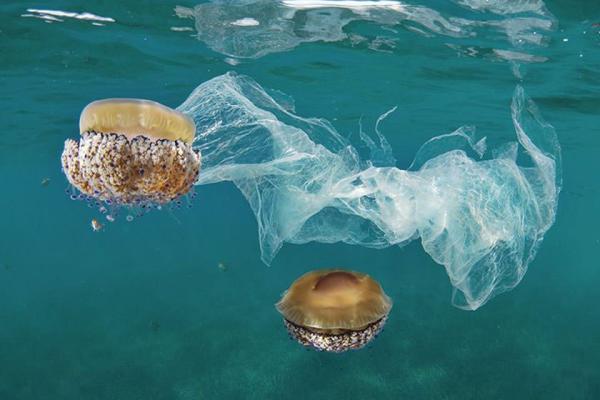مضرات آلودگی پلاستیکی برای باکتری های تولیدکننده اکسیژن